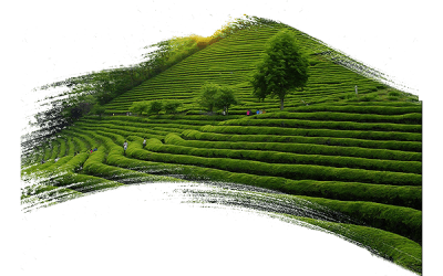 Máy Phân Loại Chè – Hiệu Quả và Tiện Lợi Trong Ngành Chế Biến Chè